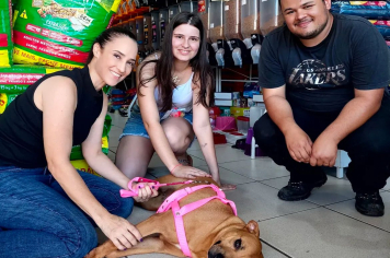 Mais cães e Gatos encontram novos lares