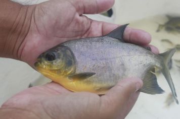 Soltura de 10 mil peixes é realizada em comemoração à data