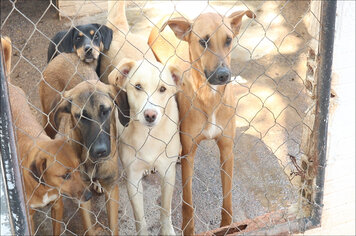 Empresas especializadas realizam serviços de proteção e cuidado animal