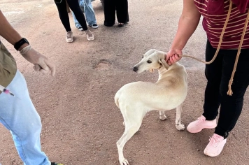 Prefeitura de Itapeva realiza vacinação antirrábica em cães e gatos