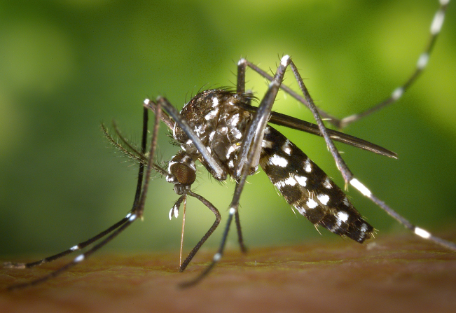 OS CASOS DE DENGUE ESTÃO AUMENTANDO EM ITAPEVA