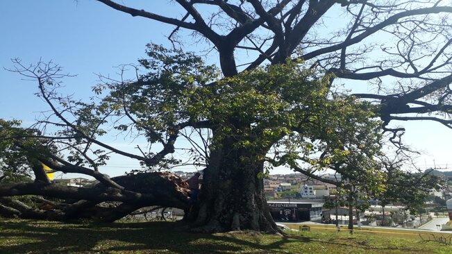 Secretaria do Meio Ambiente emite parecer sobre a Paineira Bicentenária