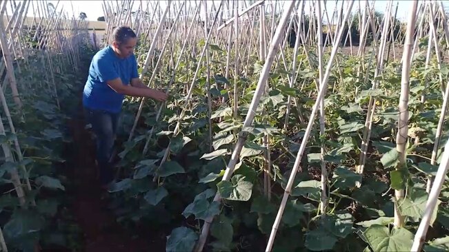 Associação dos Produtores Rurais do Bairro dos Lemes comercializa a sua produção via ‘compras públicas’