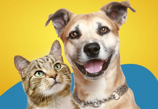 Secretaria Municipal de Recursos Hídricos e Meio Ambiente realiza feira de adoção de animais dia 25 de janeiro na Agromar